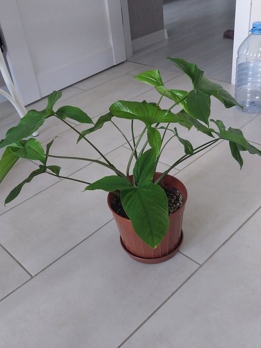 Продам  комнатные  цветы.