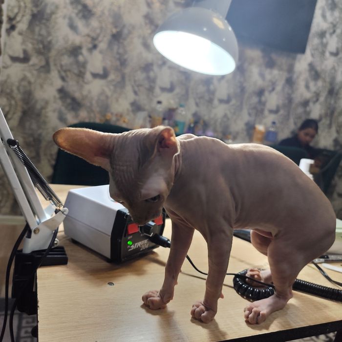 Кошка ищет жениха
