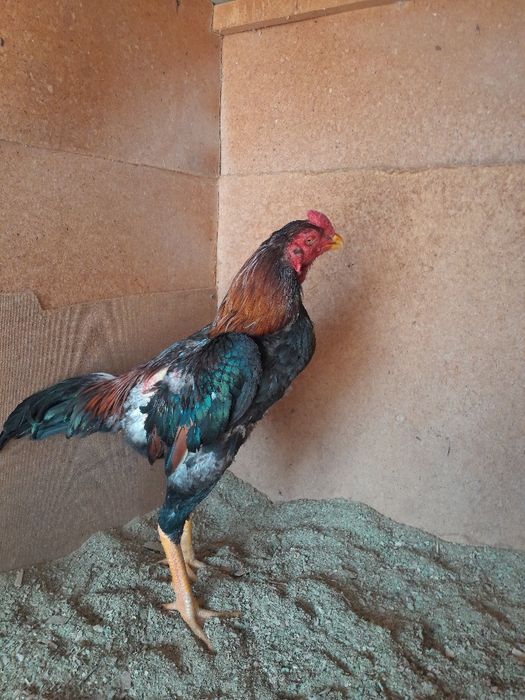 Бойцовский петухи