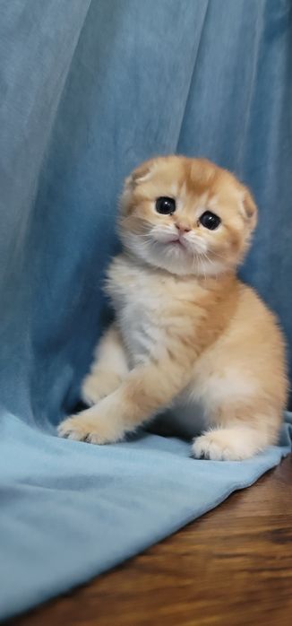 Zolita shinshila ny 12 qiz