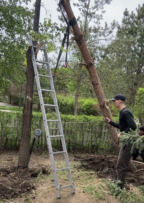 Спил деревьев и кустарников
