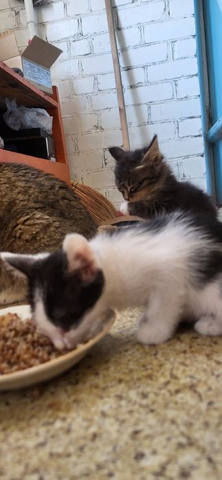 Мысықтар мысык кошки котяти