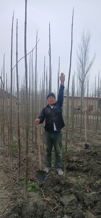 Павлония дунёда энг тез усувчи дарахт кучатларини сотамиз