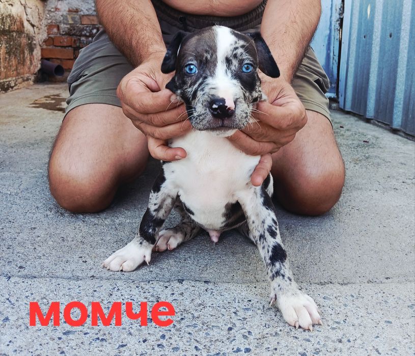 Pitbul-Питбул-Pitbul