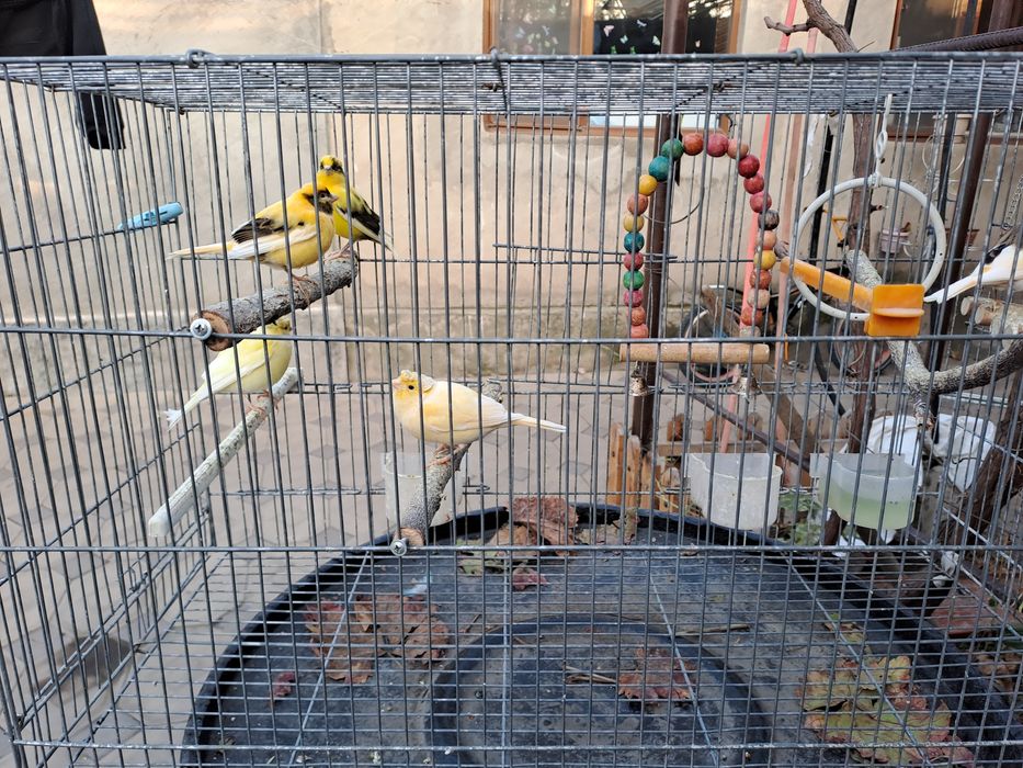 Продаются Канарейки