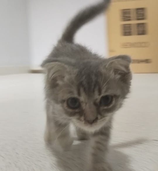 Котенок в хорошие руки