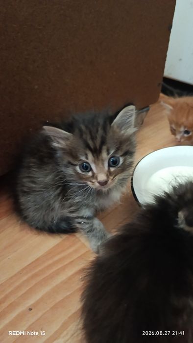 Отдам котят срочно