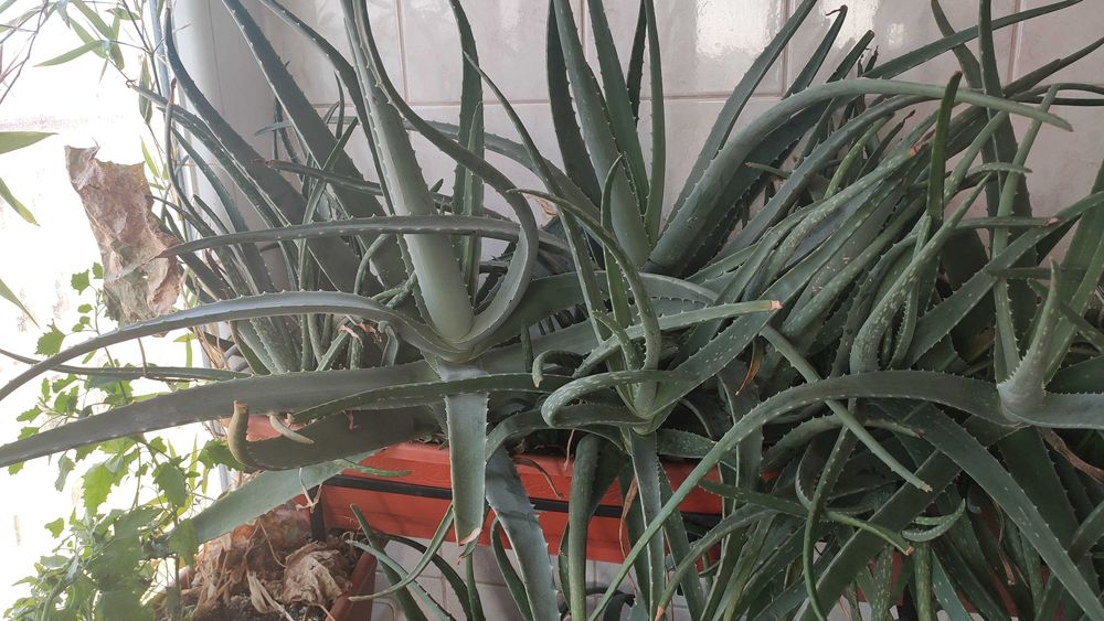 Jardinieră cu Aloe Vera Barbadensis Miller