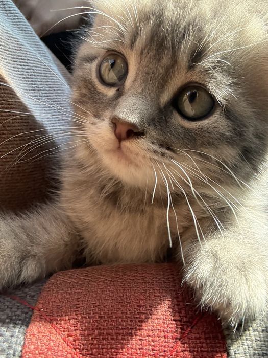 Котенок девочка 1.5 месяца