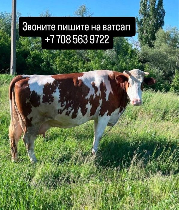 Дойная корова с телёнком