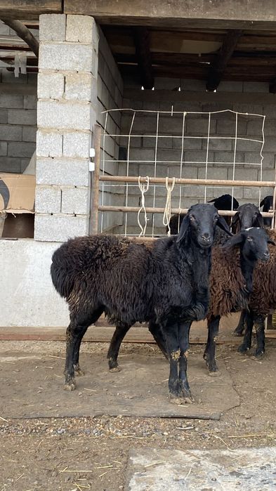 1жасар қошқарлар бар