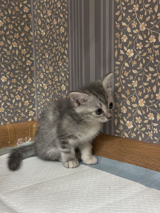Отдадим котят в добрые руки!
