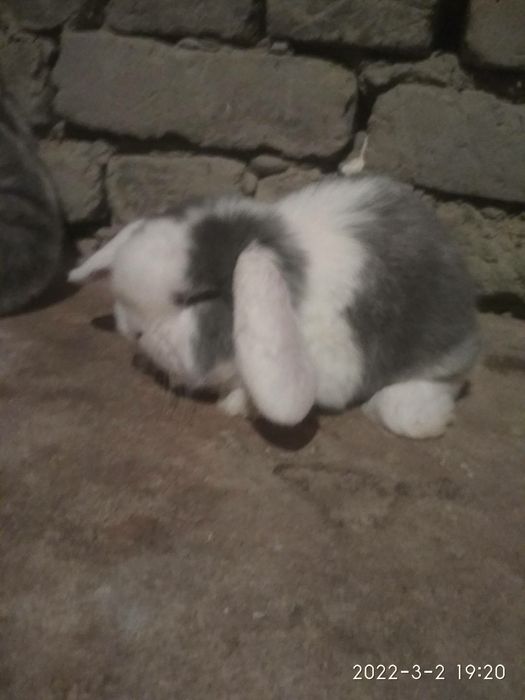 Французский баран