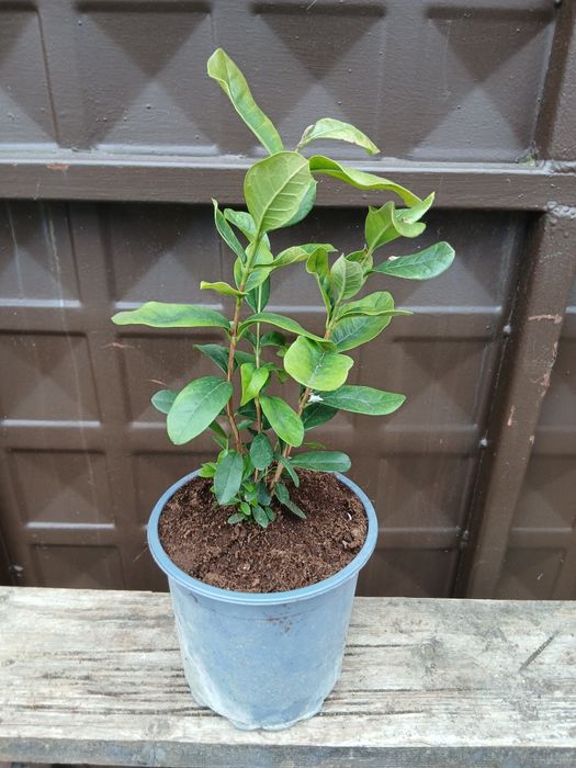 Ананасова гуава (Фейхоа)