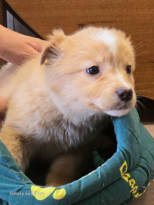 Золотые медвежатки