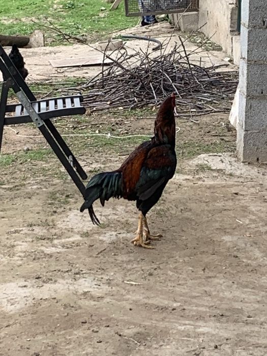 Қораз бойцевский