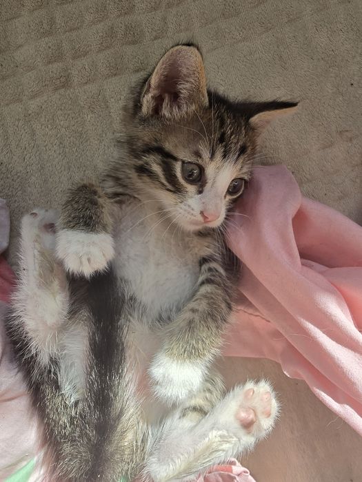 Девочка и мальчик   отдам в заботливые руки