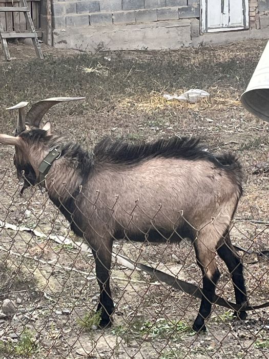 Теке альпински парода