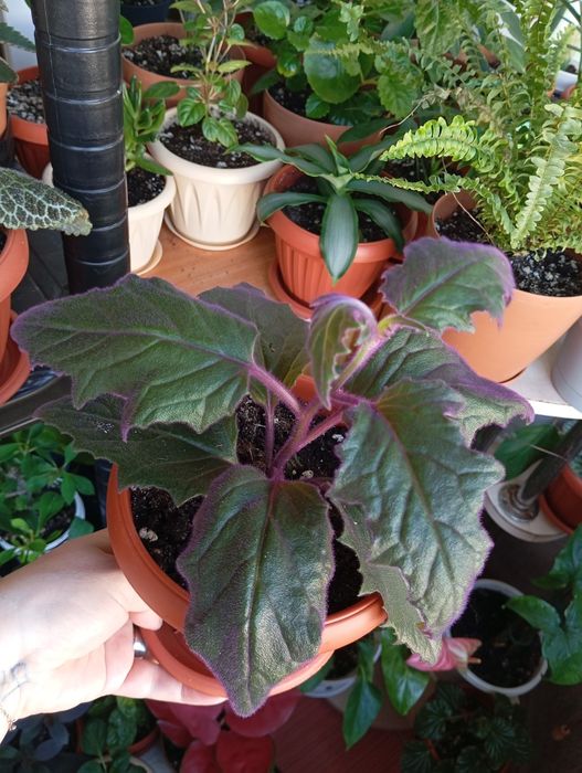 Продам растения комнатные