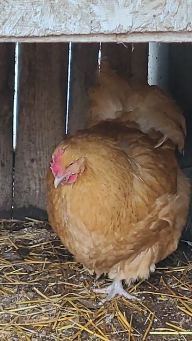 Vânzare pereche gaini orpington auriu