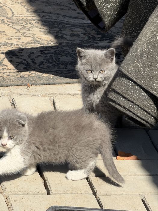 Отдам котят бесплатно