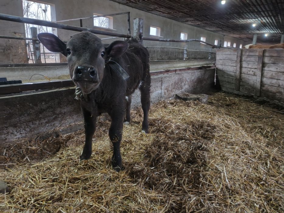 буқачалар сотилади