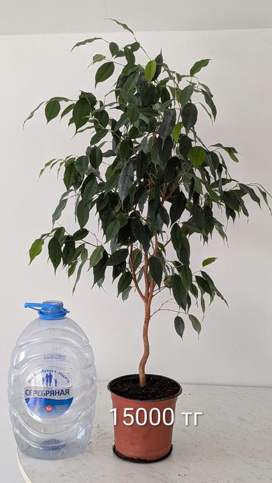 Фикус Бенджамина, комнатное растение