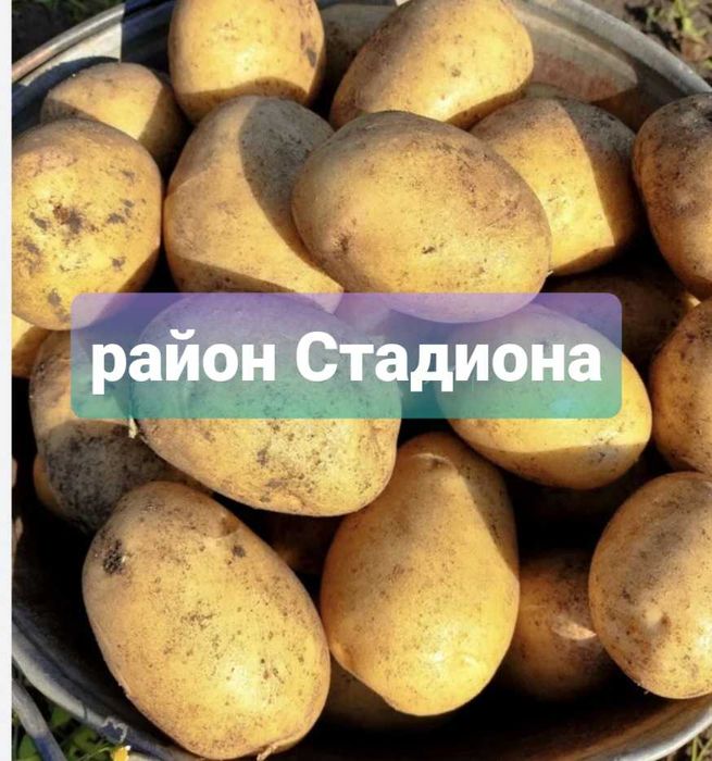 Картофель домашний