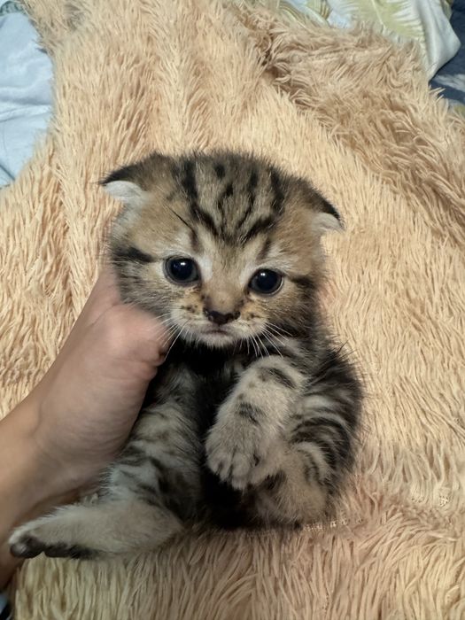 Скоттиш фолд девочка шотландская