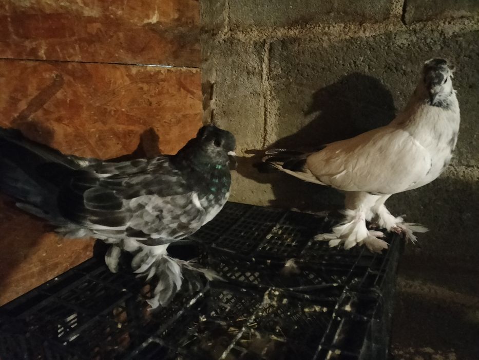 Vând porumbei Uriaș Maghiar..