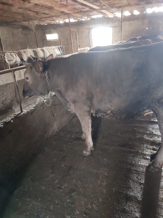 Коровы Коровы Коровы