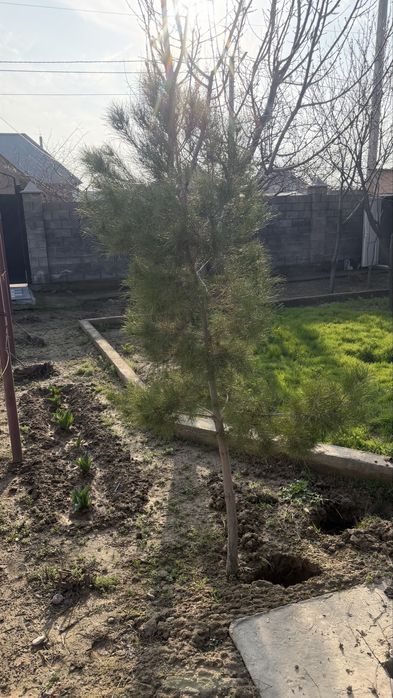 Сасна дерева садовая