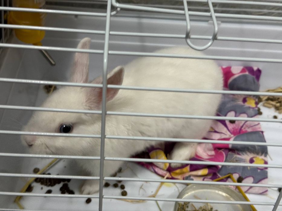 Карликовый кролик Karlikoviy quyon самец