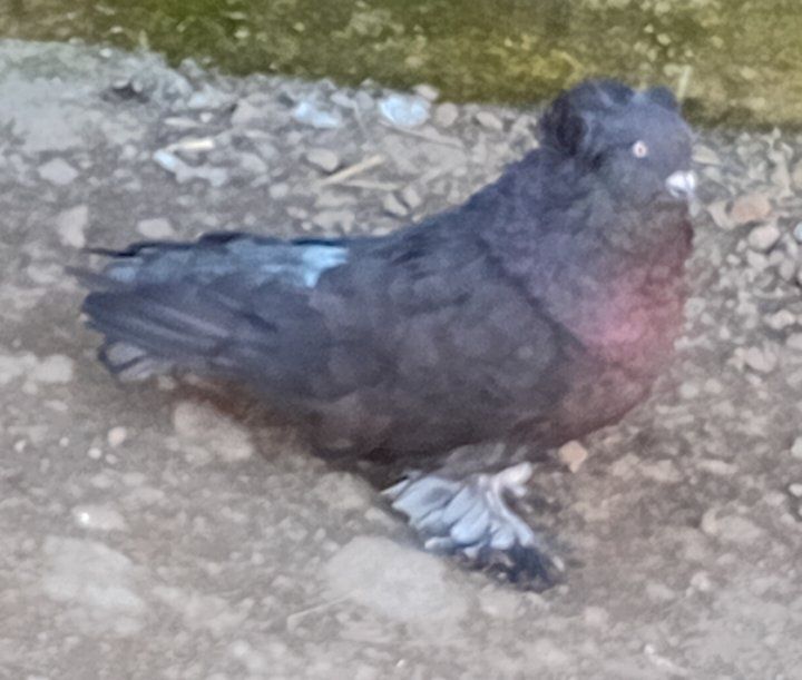 Vand 2 perechi uriasi maghiari