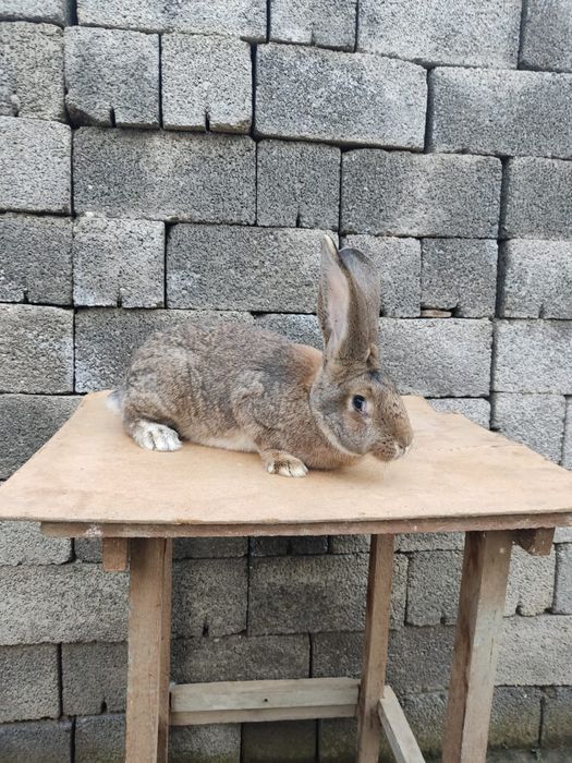 Фландр крольчиха