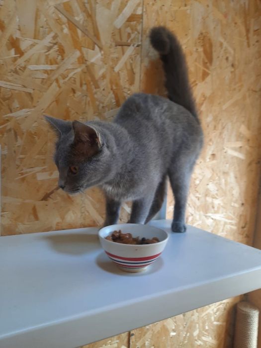 Кошечка в добрые руки.