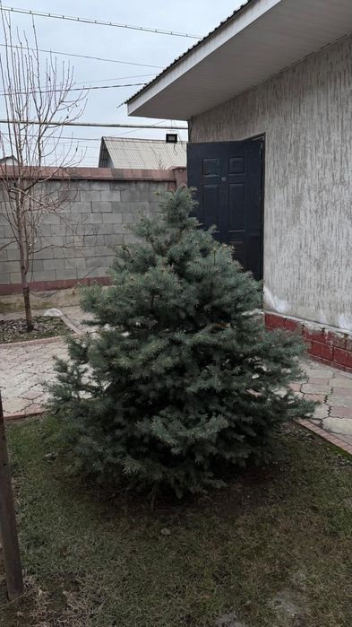 Ели голубые две штуки