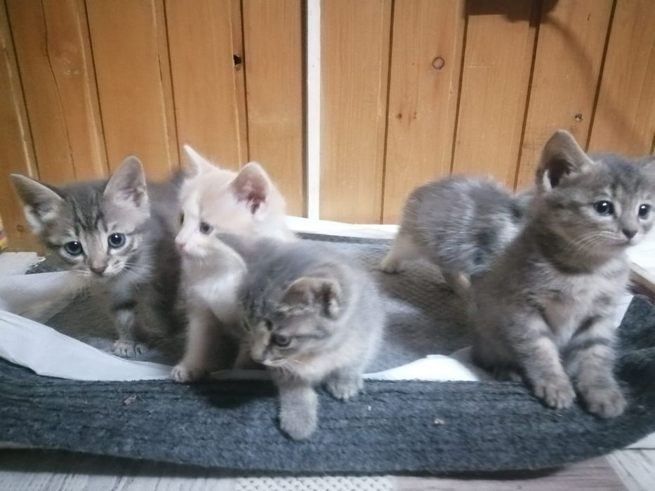Отдаем котят породы бобтейл