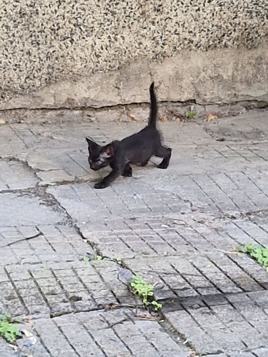 Малки котета за осиновяване