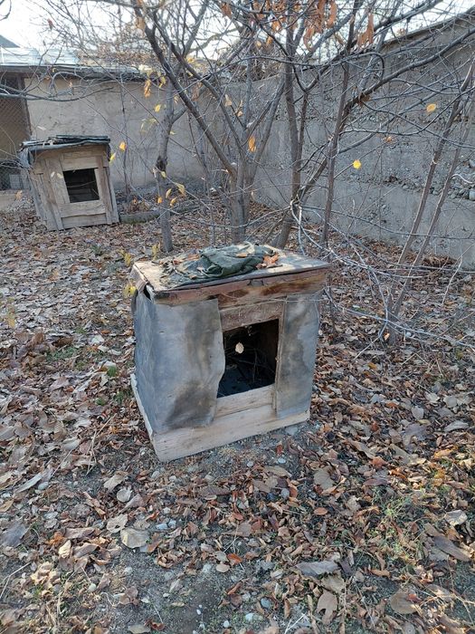 Сабачи домик бальшои