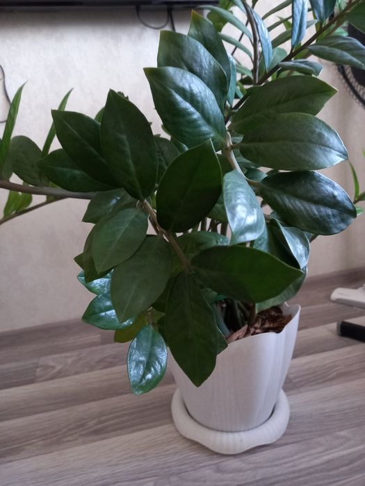 Продам замиакулькас (долларовое дерево)