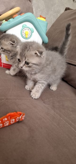Шотландские котята