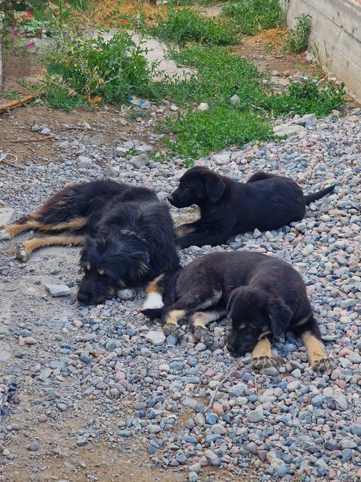 Фрося из приюта "Хвостатый Рай"