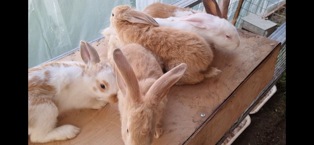 Куен. Срочно халол бокилган!