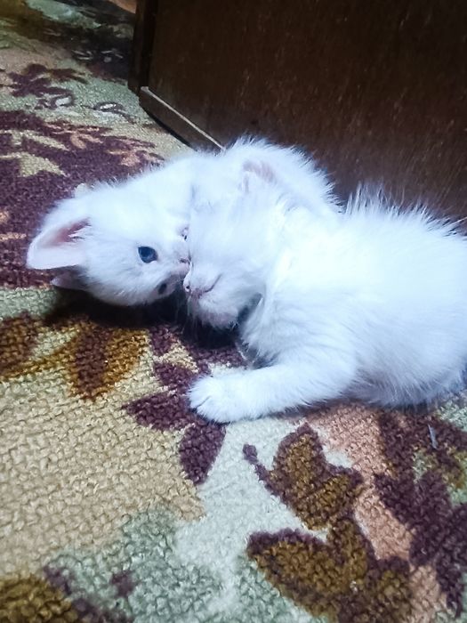 Котята ждут вас!