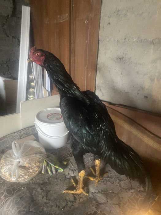 Петух дакан бойцовый