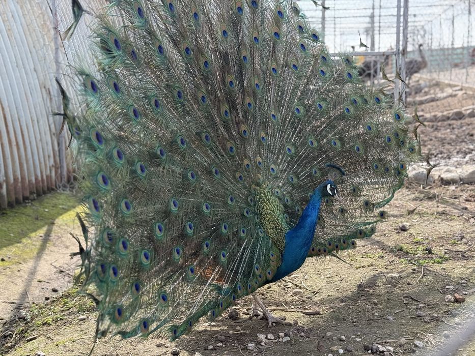 Продавам работещи пауни