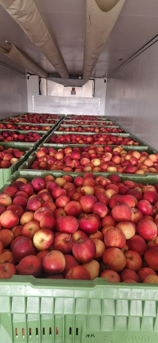 Mere polonia superr calitate