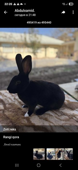 Кролик рекс чорни пантера самец 8 ойлик