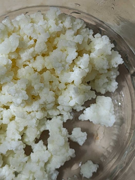 Vând Ciuperca tibetana pt chefir